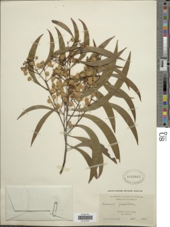 Image of Acacia implexa