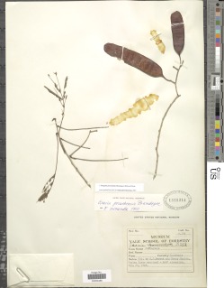 Senegalia picachensis image