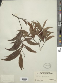 Image of Acacia binervata