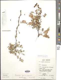 Acacia gourmaensis image