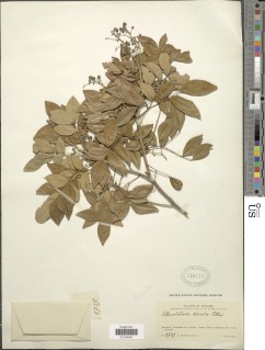 Albizia adinocephala image
