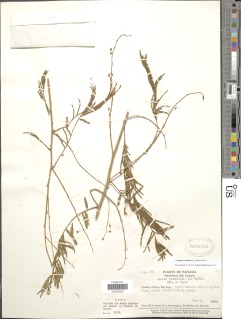 Senegalia tenuifolia image