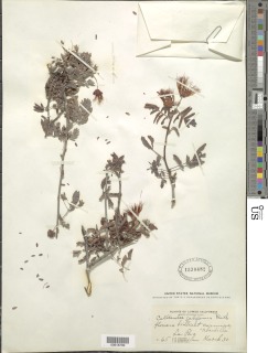 Calliandra californica image