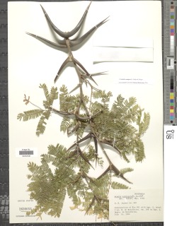 Image of Acacia cornigera