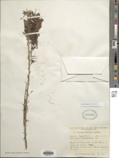 Acacia lasiopetala image