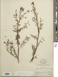 Image of Mimosa orthocarpa