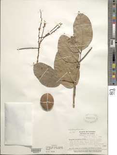 Prioria copaifera image