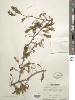 Dichrostachys cinerea subsp. cinerea image