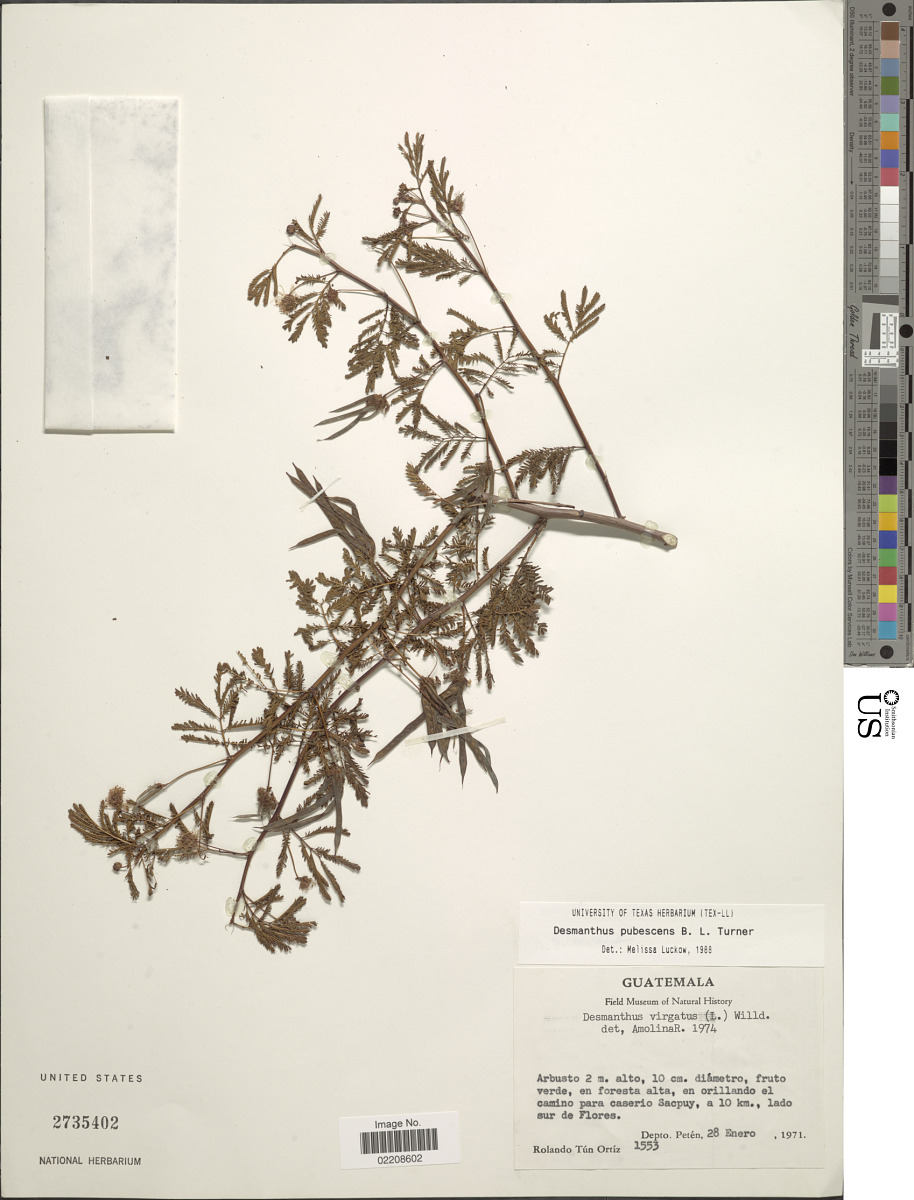 Desmanthus pubescens image