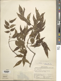 Copaifera panamensis image