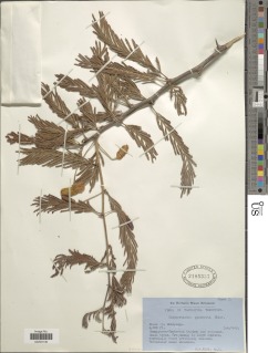 Dichrostachys cinerea subsp. cinerea image