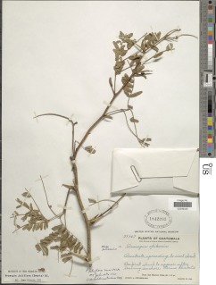 Prosopis juliflora var. juliflora image
