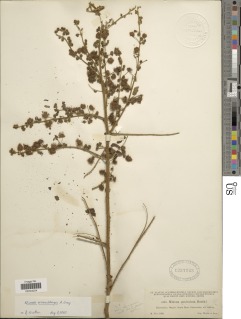 Mimosa ervendbergii image