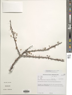 Acacia luederitzii var. retinens image