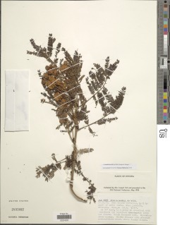 Acacia hockii image