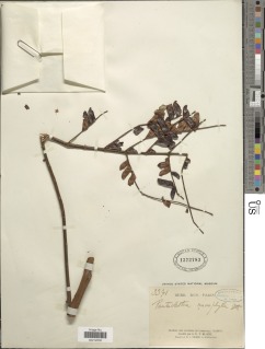 Image of Pentaclethra macrophylla