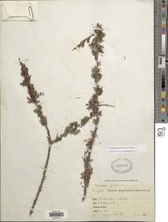 Image of Acacia etbaica