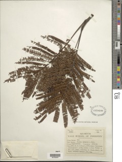 Parkia bicolor image