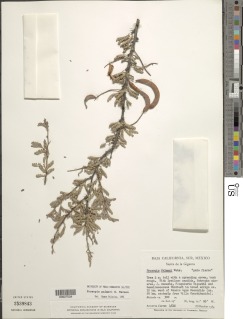 Image of Prosopis palmeri