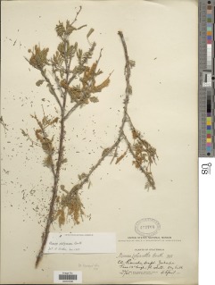 Mimosa platycarpa image