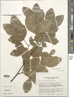 Newtonia paucijuga image