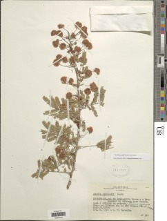 Image of Acacia gerrardii