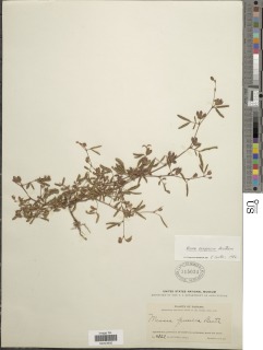 Image of Mimosa camporum