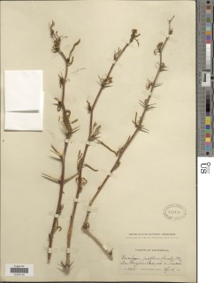 Image of Prosopis glandulosa