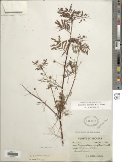 Desmanthus pubescens image