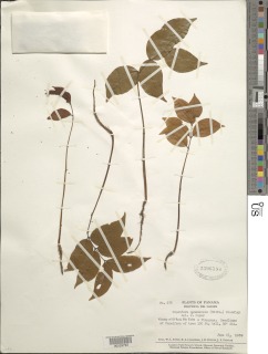 Copaifera panamensis image