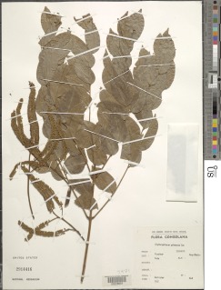 Erythrophleum suaveolens image