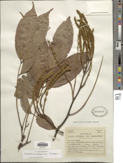 Image of Calpocalyx aubrevillei