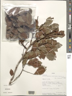 Image of Gilletiodendron pierreanum