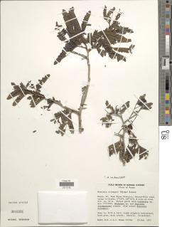 Image of Newtonia erlangeri