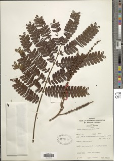 Pentaclethra macrophylla image