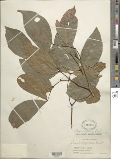 Prioria copaifera image