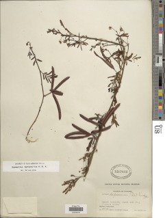 Desmanthus leptophyllus image