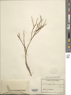Erythrophleum ivorense image