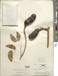 Hymenaea courbaril image
