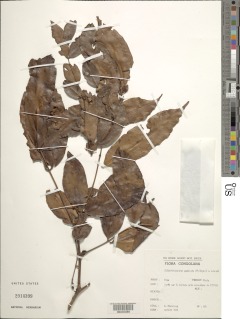 Image of Gilbertiodendron ogoouense