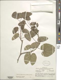 Bauhinia hymenaeifolia image