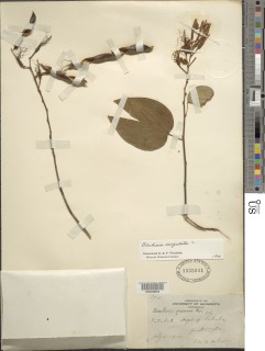 Bauhinia ungulata image