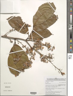 Oddoniodendron micranthum image