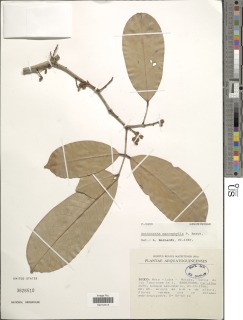 Anthonotha macrophylla image