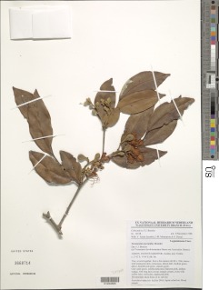 Image of Tessmannia macrantha