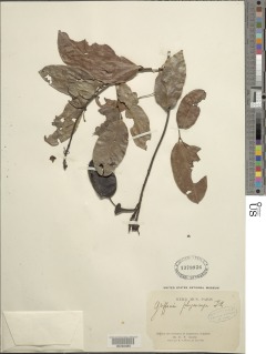Griffonia physocarpa image