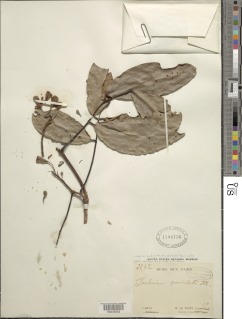 Image of Berlinia auriculata