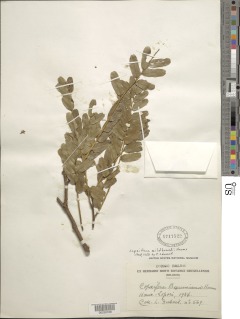 Copaifera mildbraedii image