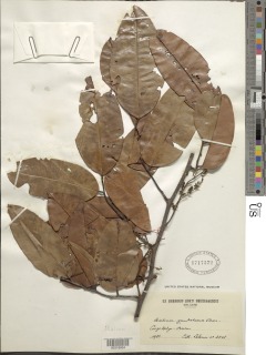 Dialium pachyphyllum image