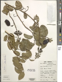 Image of Griffonia simplicifolia